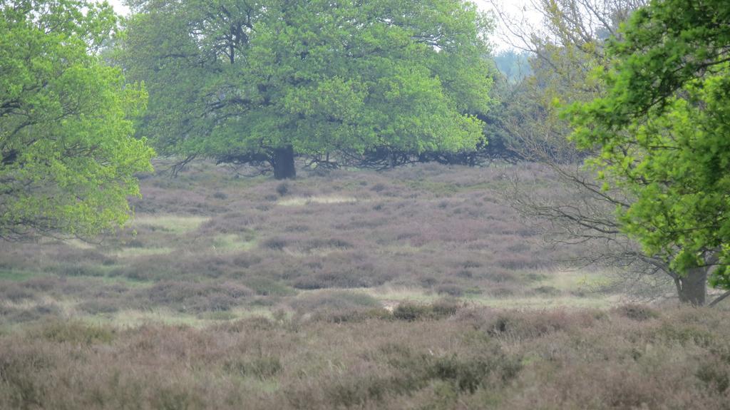 'T Zwanemeer Gieten Bagian luar foto
