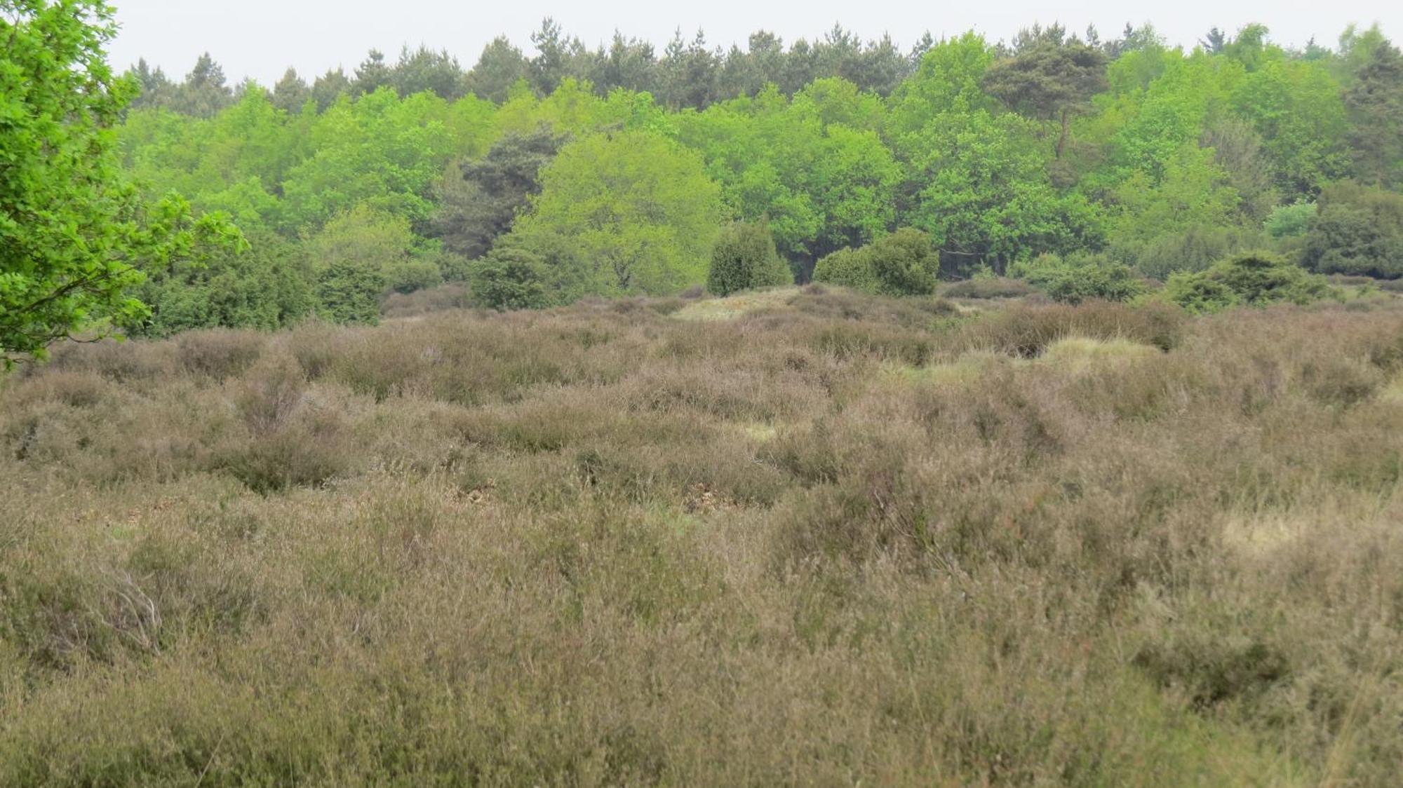 'T Zwanemeer Gieten Bagian luar foto