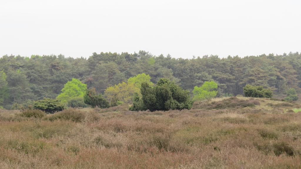 'T Zwanemeer Gieten Bagian luar foto